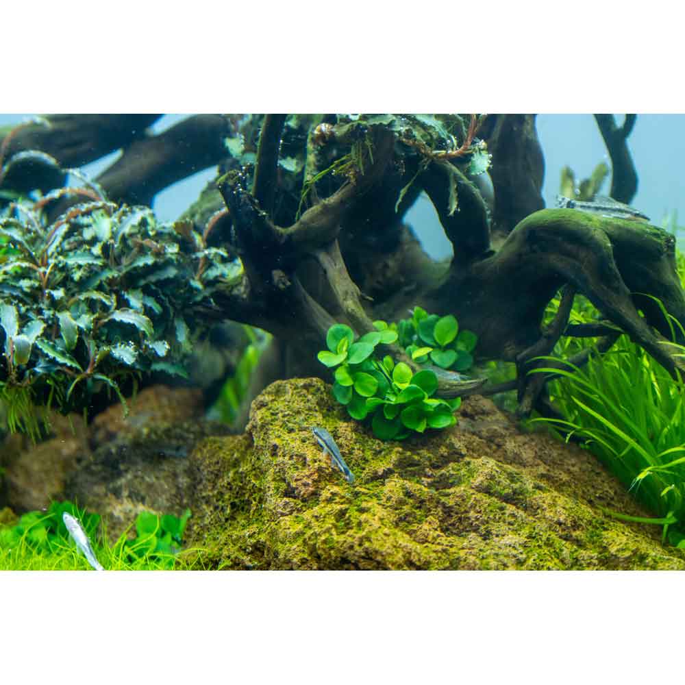 Tropica 1•2•Grow! Anubias &quot;Mini Coin&quot; in Vitro Cup
