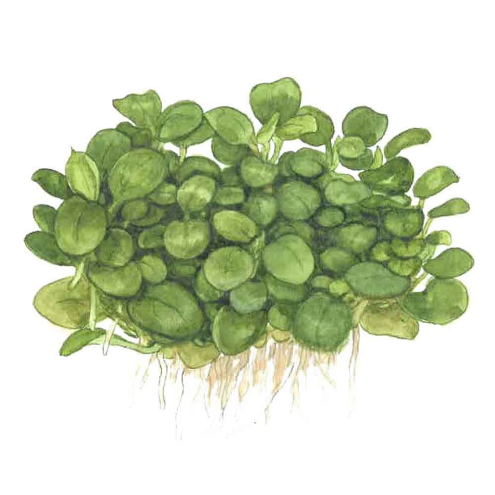 Tropica 1•2•Grow! Anubias &quot;Mini Coin&quot; in Vitro Cup