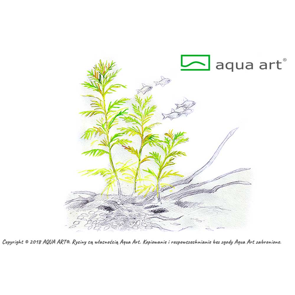 Aqua Art Hottonia inflata in Vitro Cup