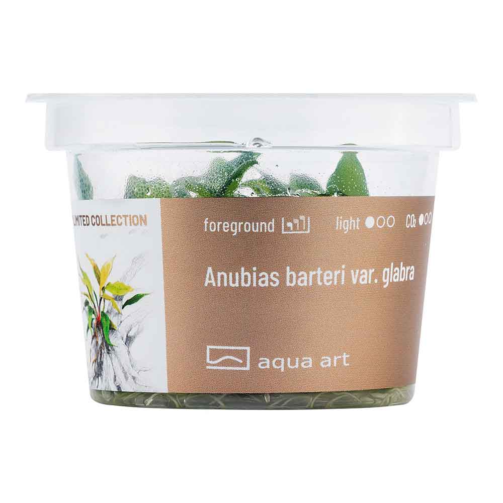 Aqua Art Anubias barteri Glabra in Vitro Cup