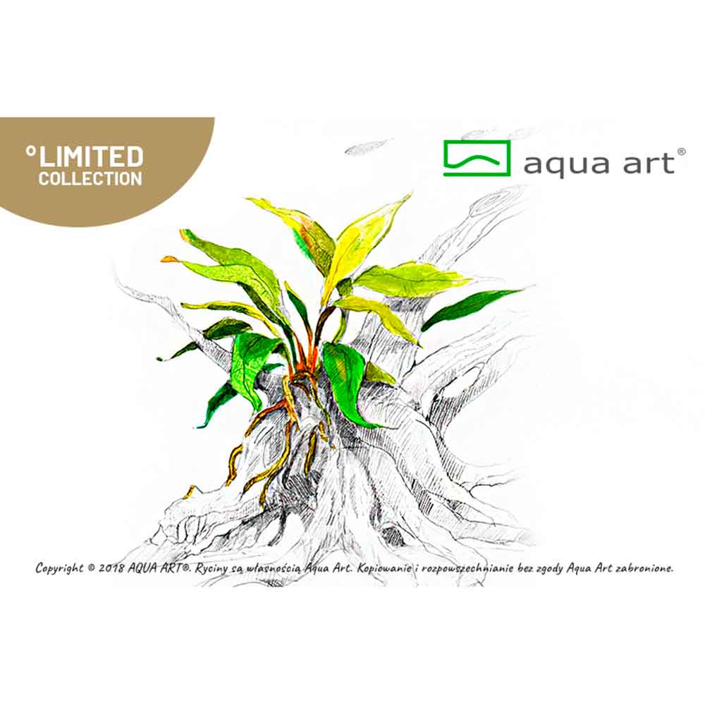 Aqua Art Anubias barteri Glabra in Vitro Cup
