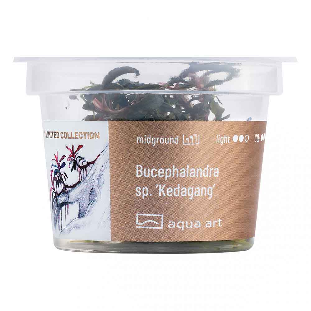 Aqua Art Buceohalandra sp. &quot;Kedagang&quot; in Vitro Cup