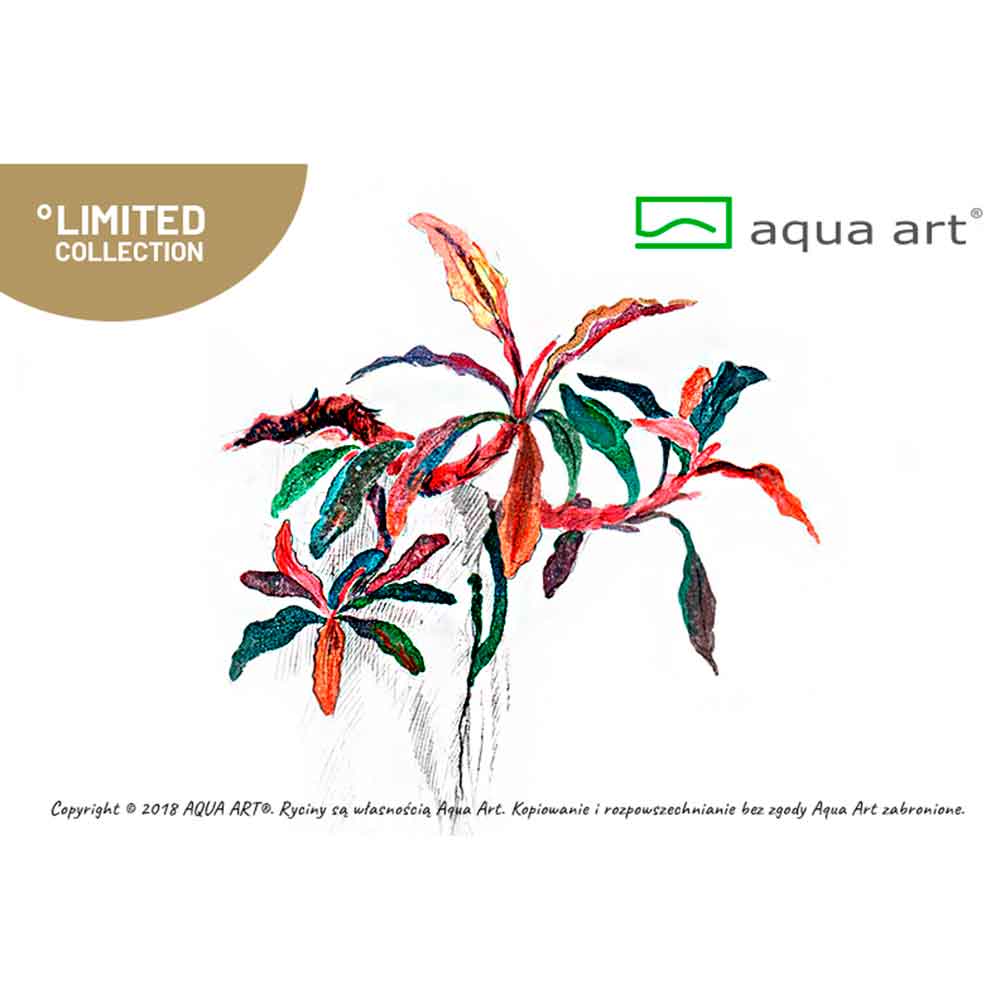 Aqua Art Buceohalandra sp. &quot;Kedagang&quot; in Vitro Cup