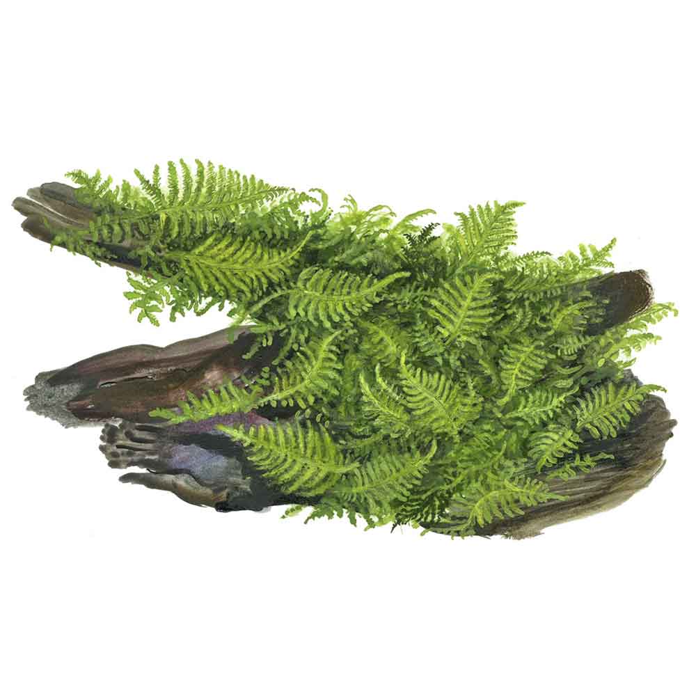 Tropica Vesicularia Dubyana &quot;Christmas&quot; porzione