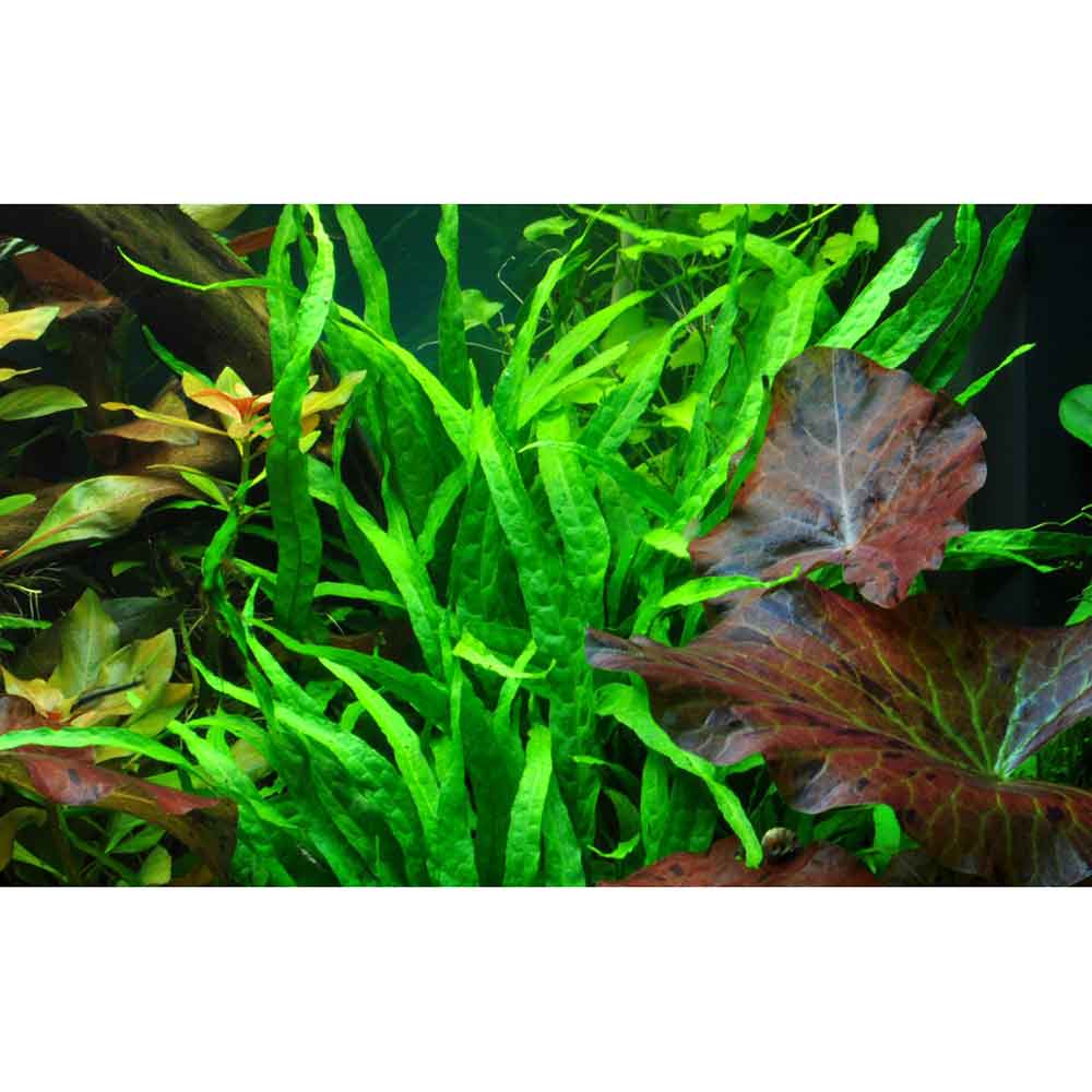 Tropica Microsorum Pteropus &quot;Narrow&quot; in vasetto