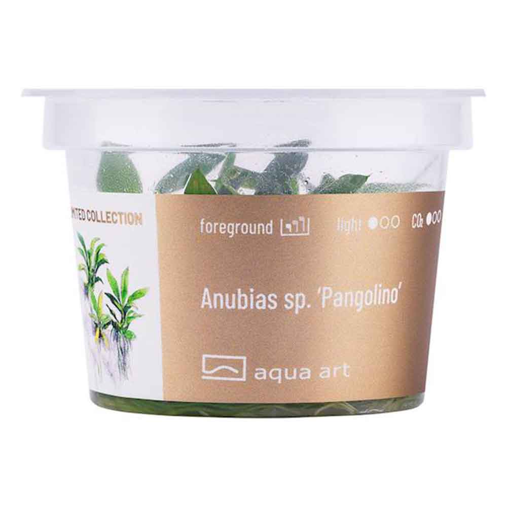 Aqua Art Anubias sp. &quot;Pangolino&quot; in Cup Vitro
