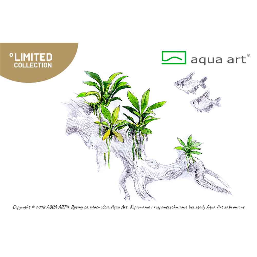 Aqua Art Anubias sp. &quot;Pangolino&quot; in Cup Vitro
