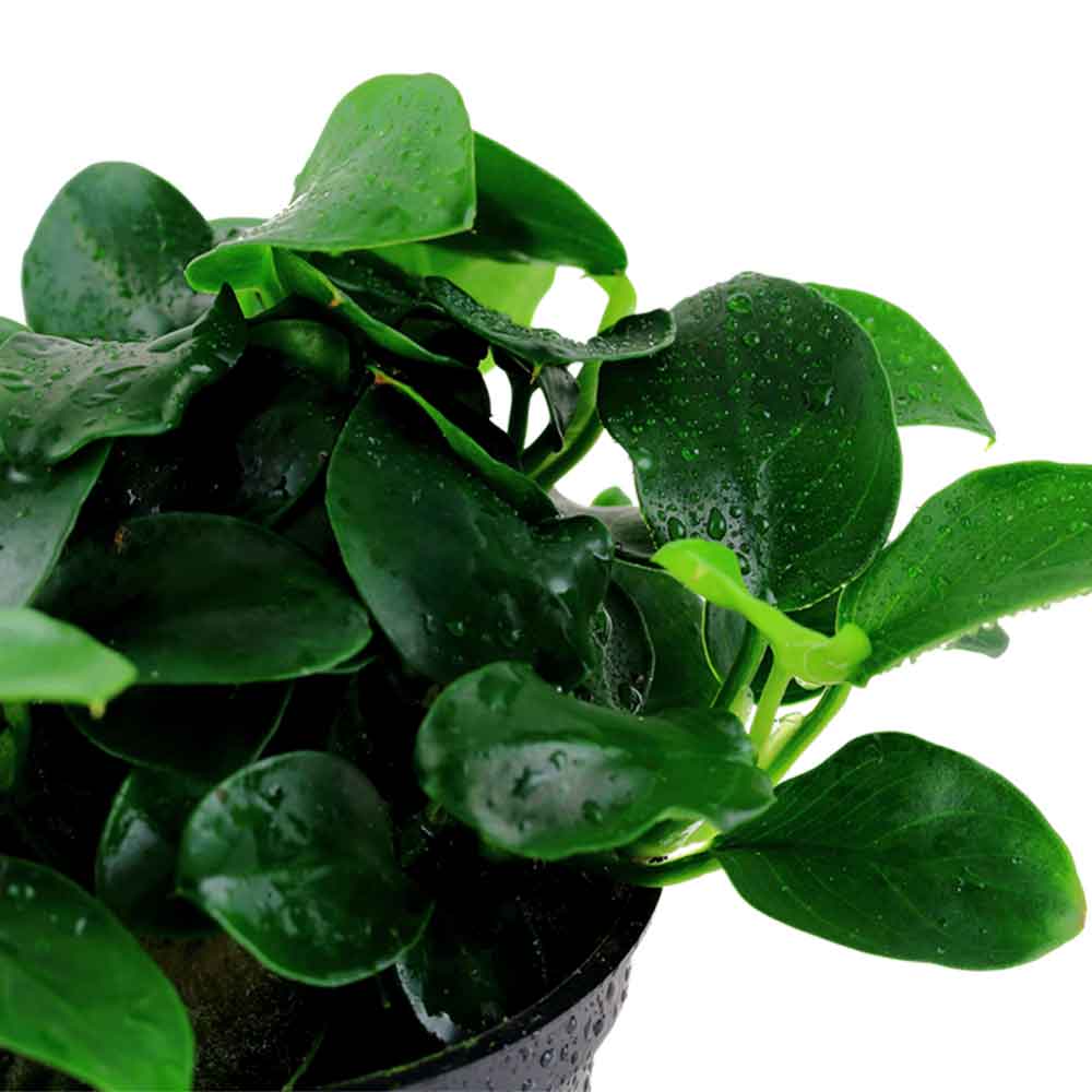 Tropica Anubias Barteri Nana &quot;Petite&quot;in vasetto