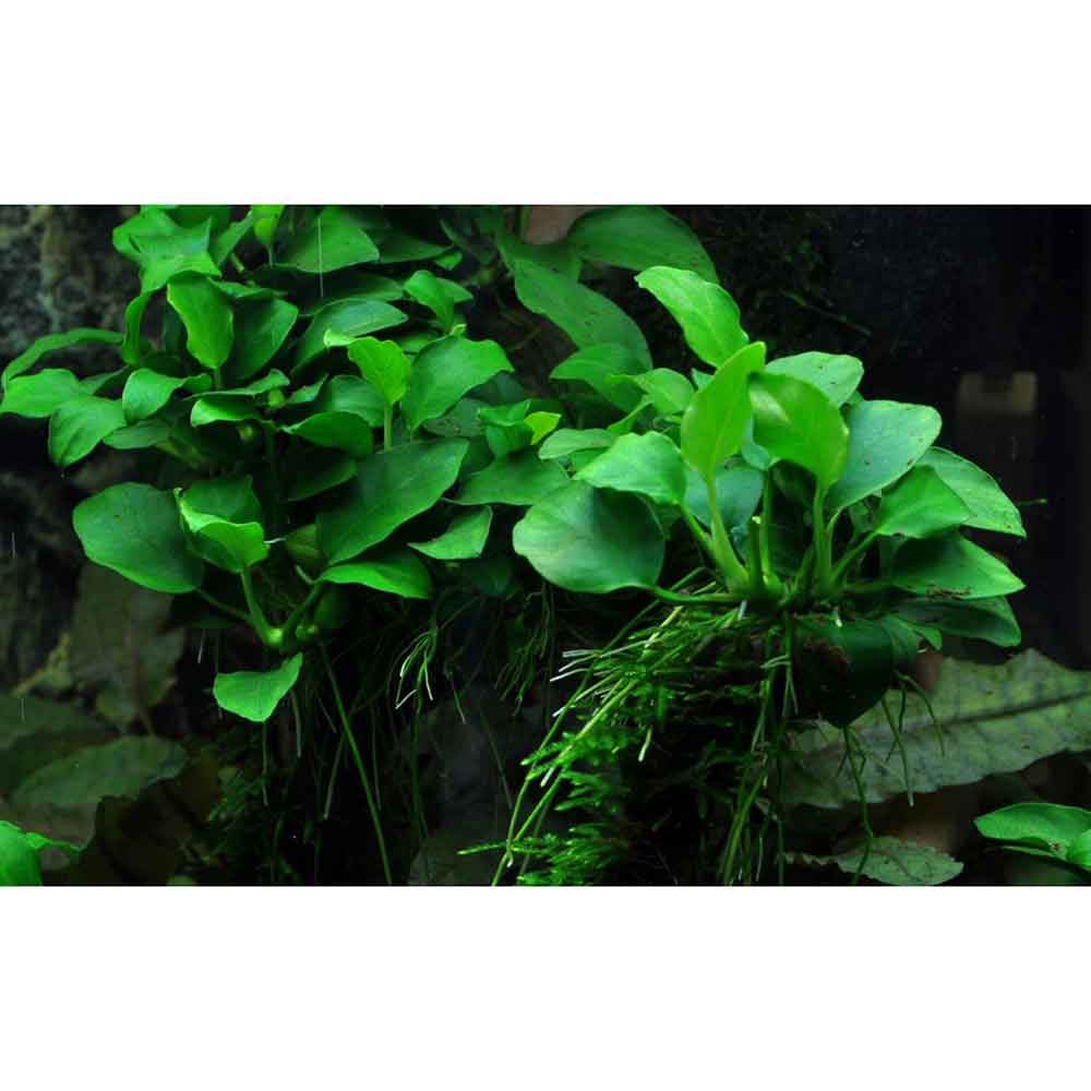 Tropica Anubias Barteri Nana &quot;Petite&quot;in vasetto