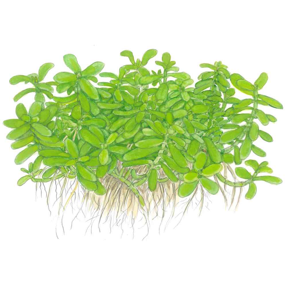Tropica Bacopa Compact in vasetto