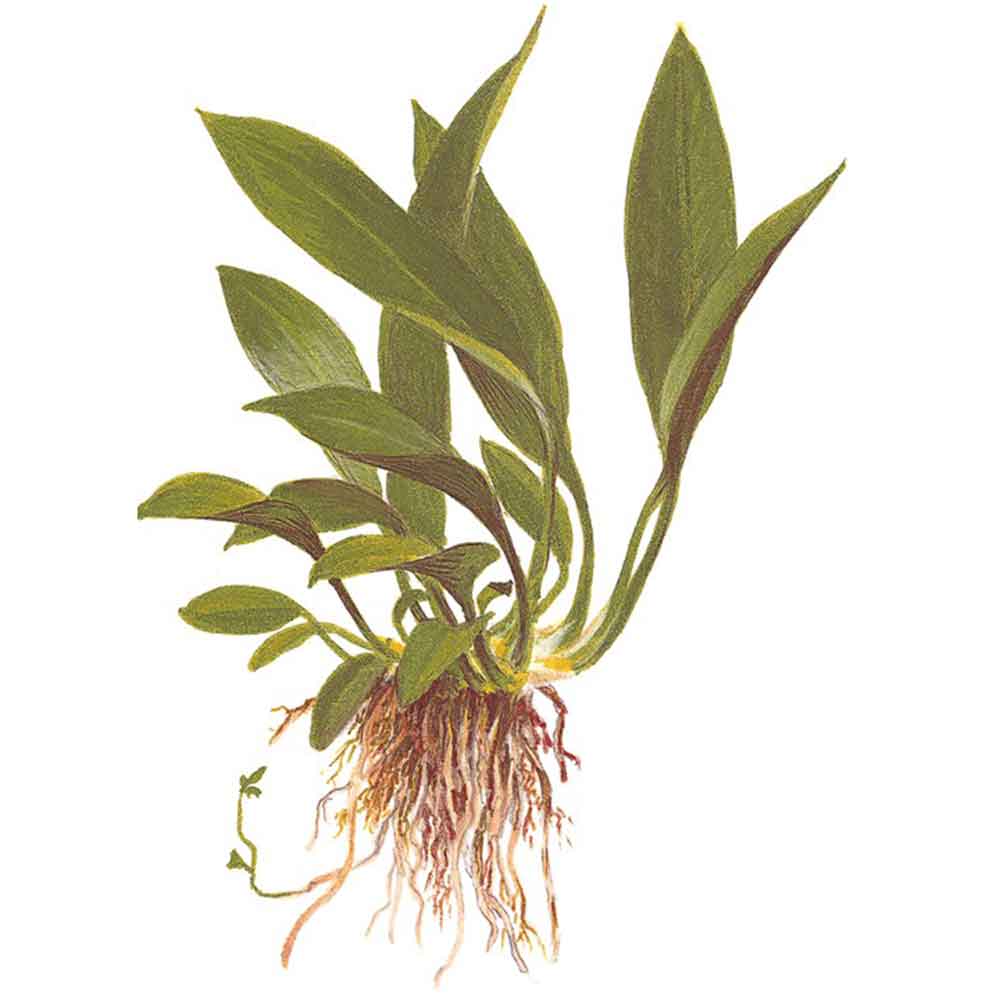 Tropica Anubias Glabra &quot;Angustifolia&quot; in vasetto