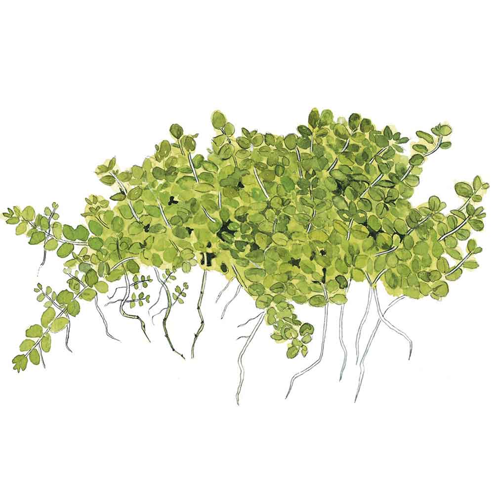 Tropica Hemianthus Callitrichoides &quot;Cuba&quot; in vasetto