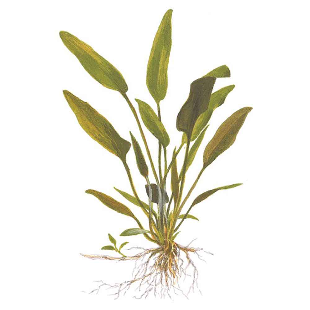 Tropica Single Package Cryptocoryne Willisii vasetto