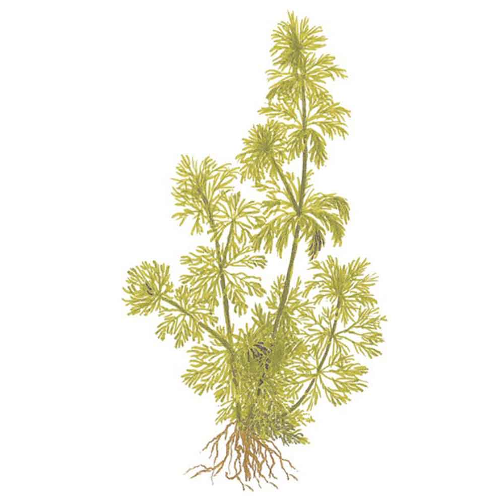 Tropica Single Package Limnophila Sessiliflora vasetto