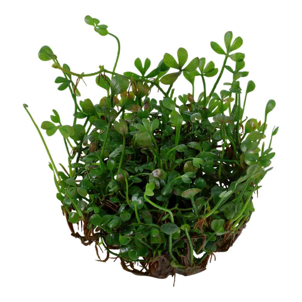 Tropica 1•2•Grow! Marsilea Minuta in Vitro Cup