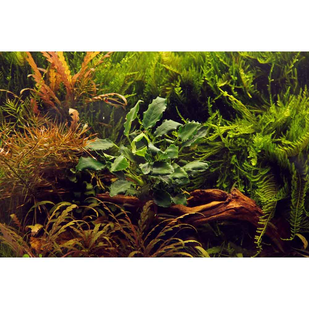Tropica Anubias barteri var. nana ’Kirin’