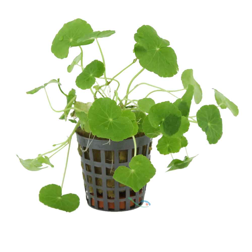 Tropica Hydrocotyle Verticillata in vasetto