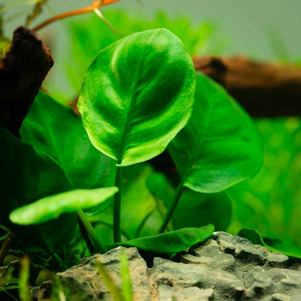 Tropica Pianta Anubias ’Coin Leaf’ green in vasetto