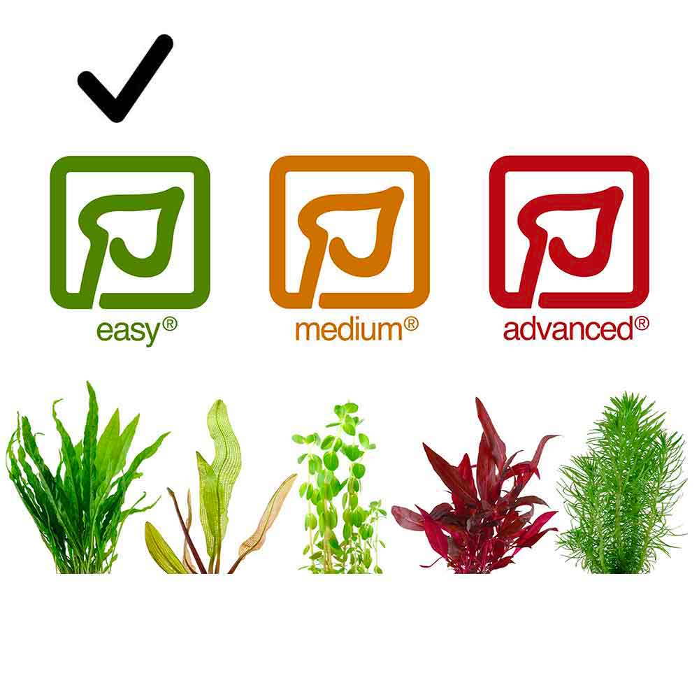 Tropica 1•2•Grow! Pianta Eleocharis acicularis in Vitro Cup