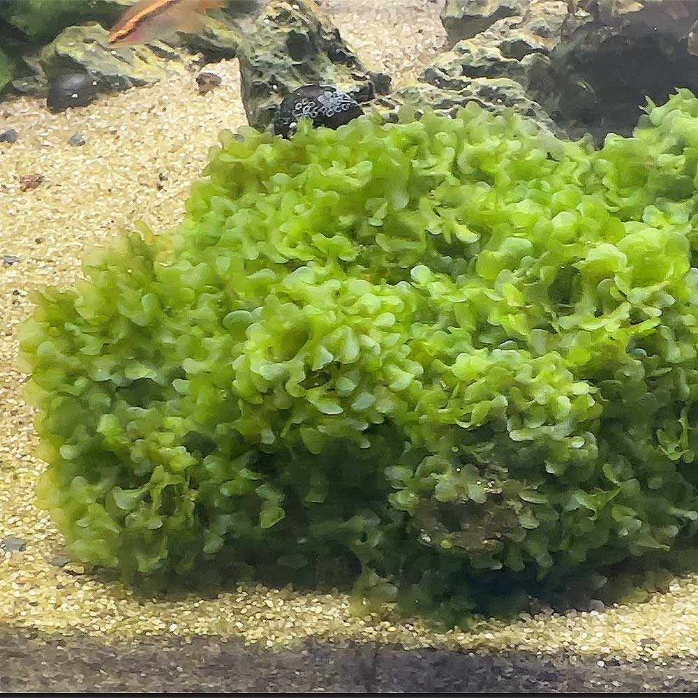 Pianta Lomariopsis lineata (Round Pellia) porzione 6x6cm circa