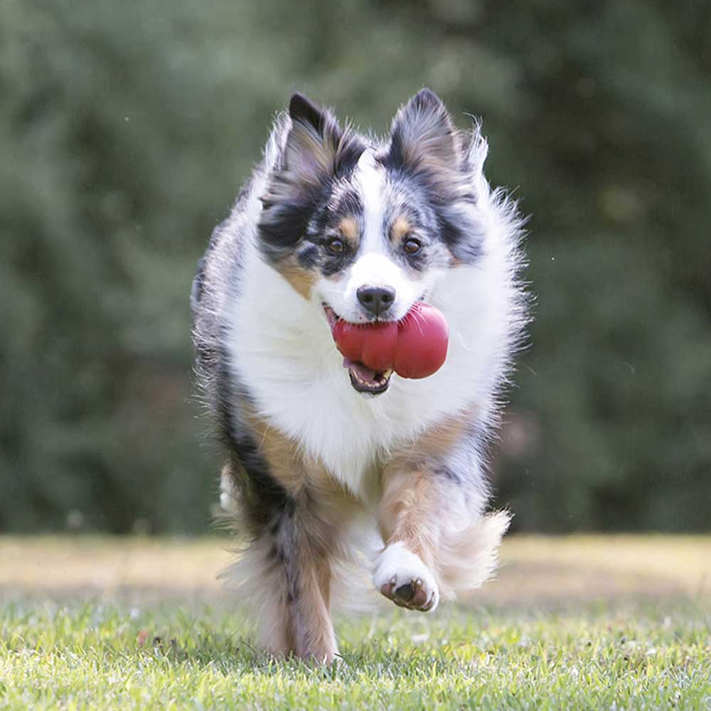 Kong Classic Medium Gioco per Cani