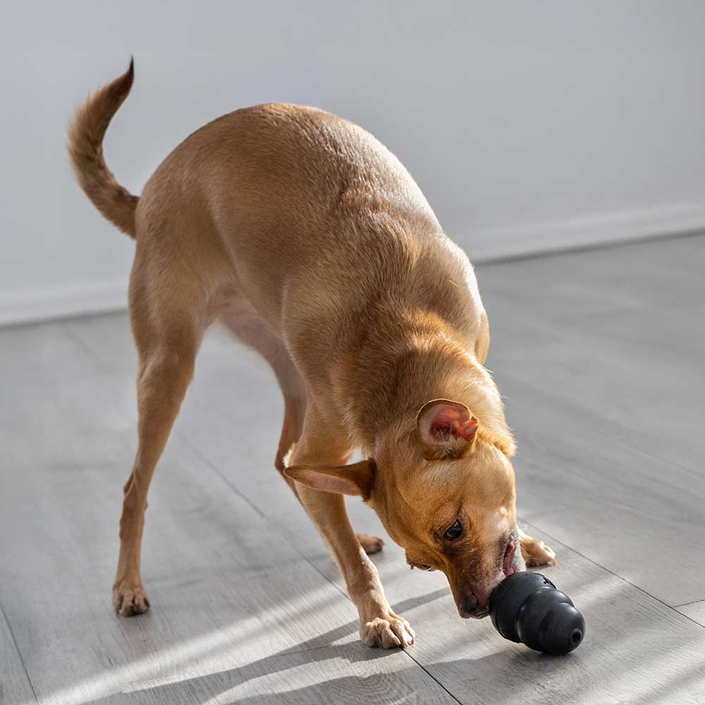 Kong Extreme Medium Gioco per Cani fino a 7-16Kg