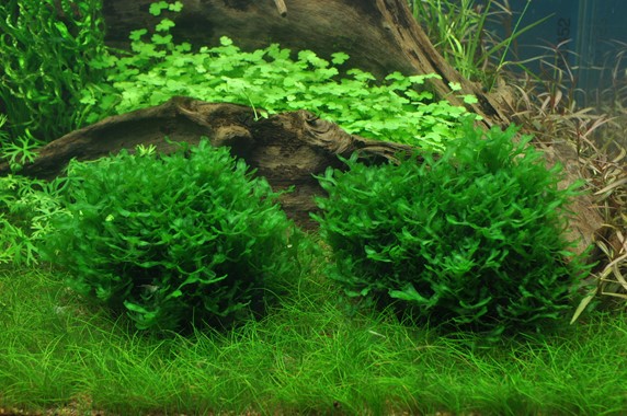Tropica 1•2•Grow! Monosolenium Tenerum