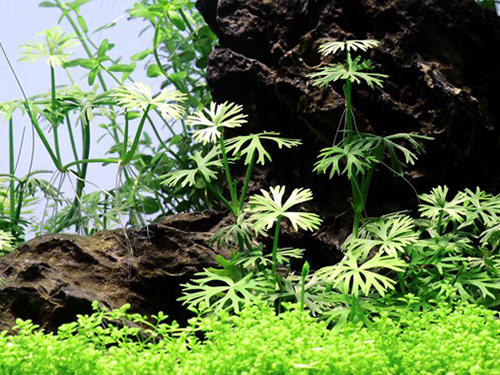 Tropica 1•2•Grow! Ranunculus Inundatus