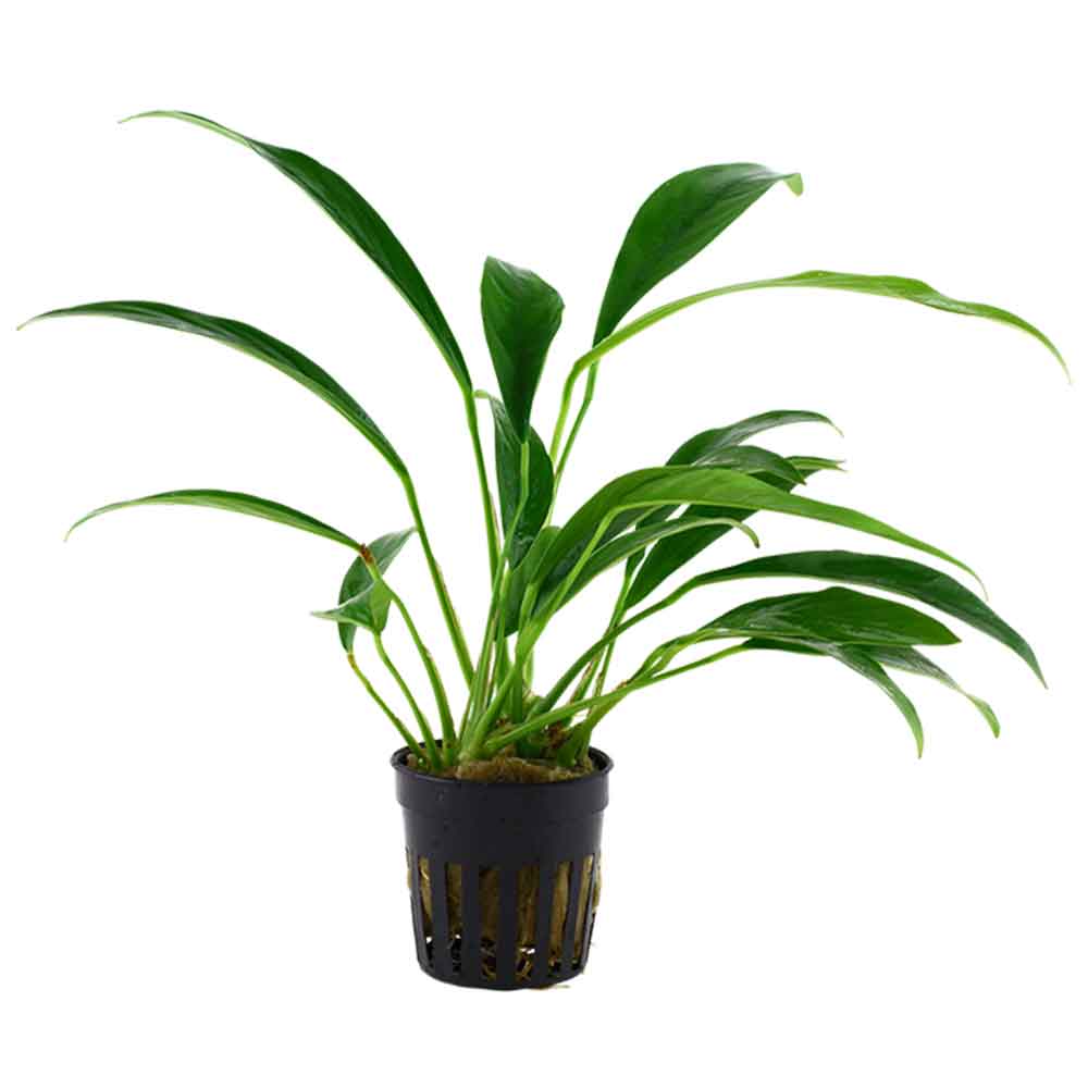 Tropica Pianta Anubias Glabra &quot;Angustifolia&quot; in vasetto