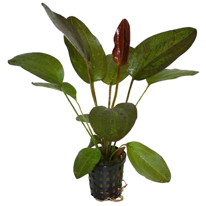 Pianta Echinodorus Red Flamed vasetto
