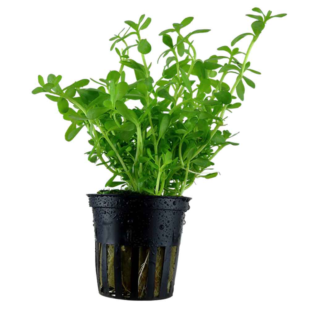 Tropica Pianta Bacopa Compact in vasetto