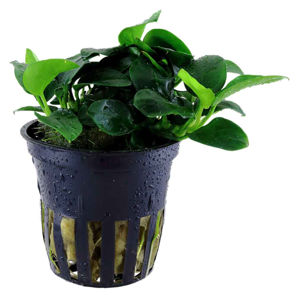 Tropica Pianta Anubias Barteri Nana &quot;Petite&quot;in vasetto