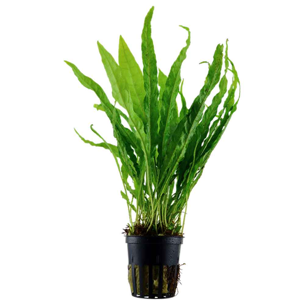 Tropica Pianta Microsorum Pteropus in vasetto