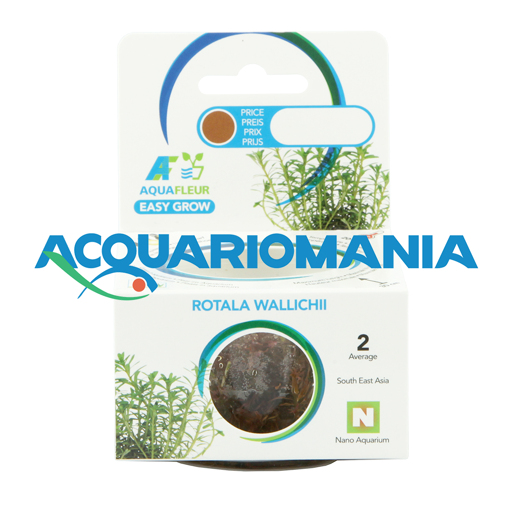 Aquafleur Easy Grow Pianta Rotala Wallichii in Vitro Cup
