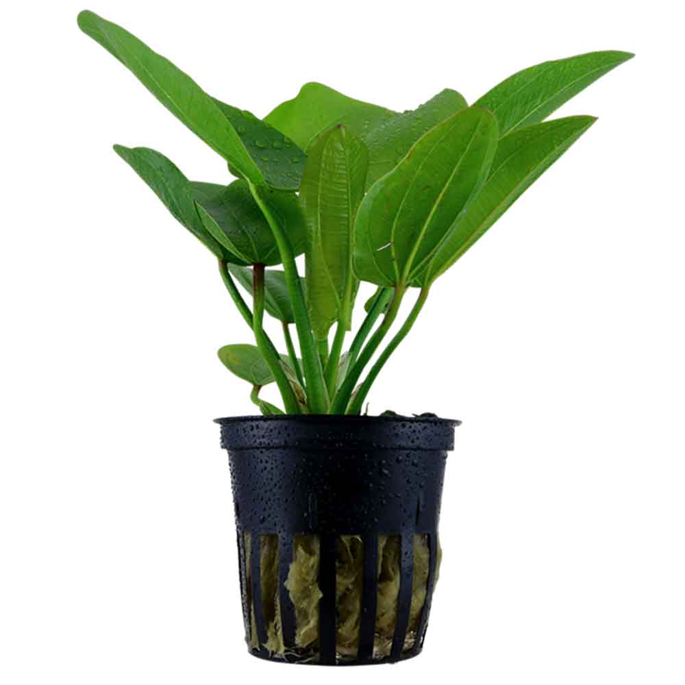Tropica Pianta Echinodorus Aquartica in vasetto