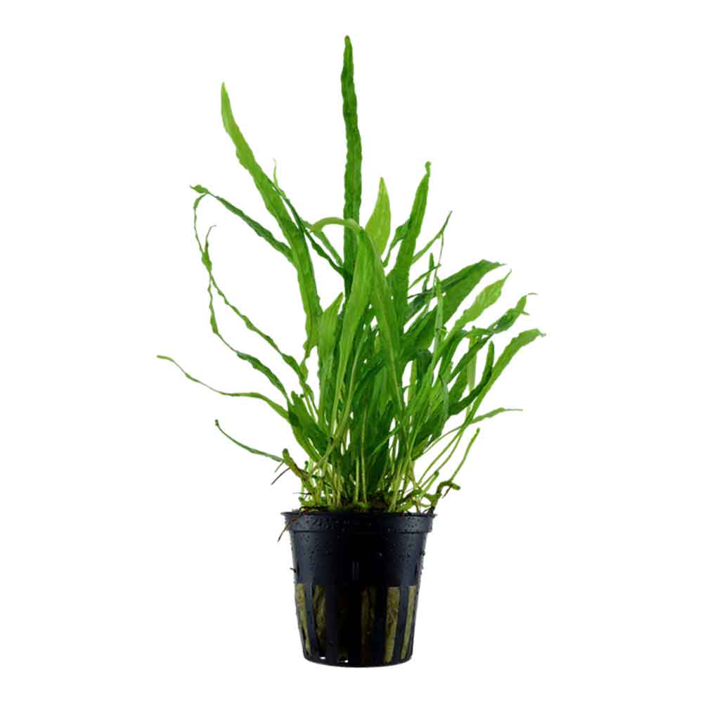 Tropica Pianta Microsorum Pteropus &quot;Narrow&quot; in vasetto