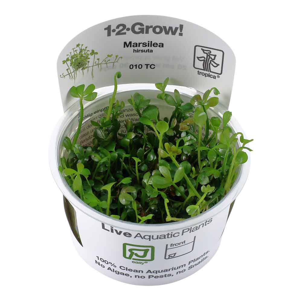 Tropica 1•2•Grow! Pianta Marsilea Hirsuta in Vitro Cup