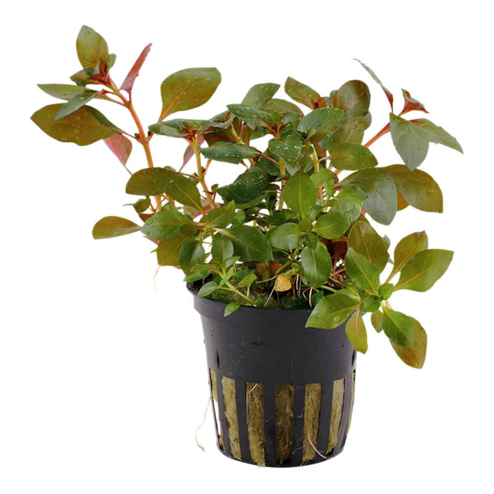 Tropica Pianta Ludwigia Repens &quot;Rubin&quot; in vasetto
