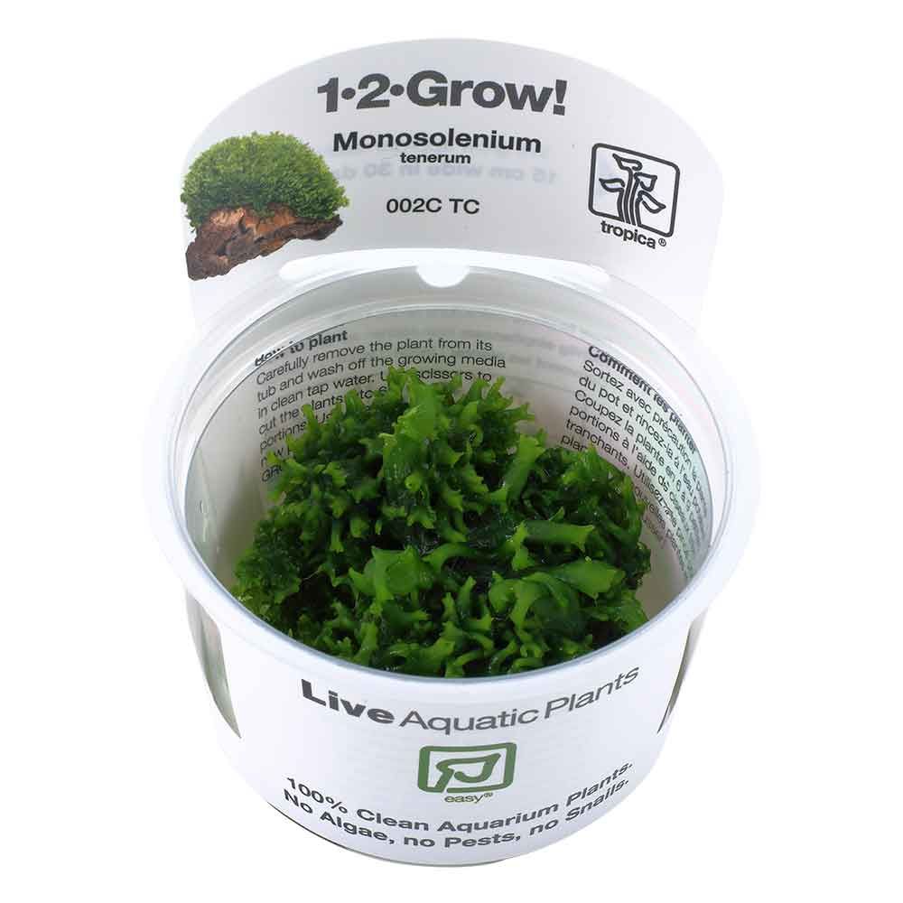 Tropica 1•2•Grow! Pianta Monosolenium Tenerum in Vitro Cup