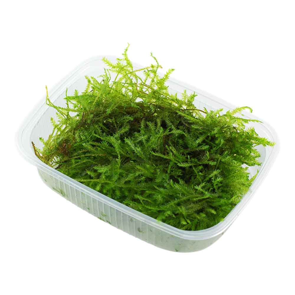 Tropica Pianta Vesicularia Dubyana &quot;Christmas&quot; porzione