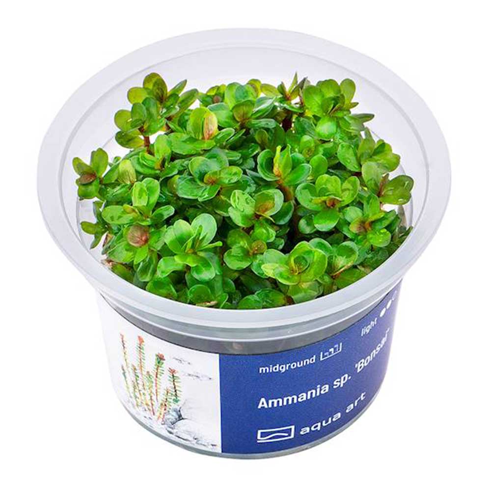 Aqua Art Ammania sp. &quot;Bonsai&quot; in Vitro Cup