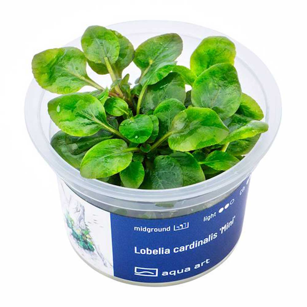 Aqua Art Lobelia cardinalis &quot;mini&quot; in Vitro Cup