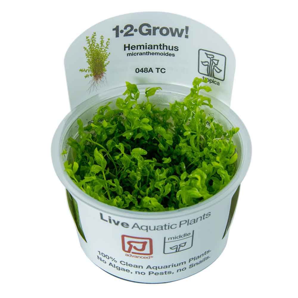 Tropica 1•2•Grow! Pianta Micranthemum  Glomeratum  in Vitro Cup