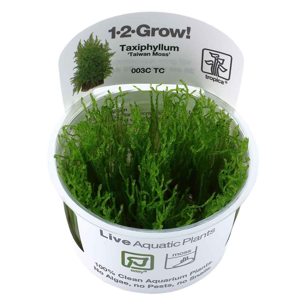 Tropica 1•2•Grow! Pianta Taxiphyllum alternans &quot;Taiwan Moss&quot; muschio in Vitro Cup