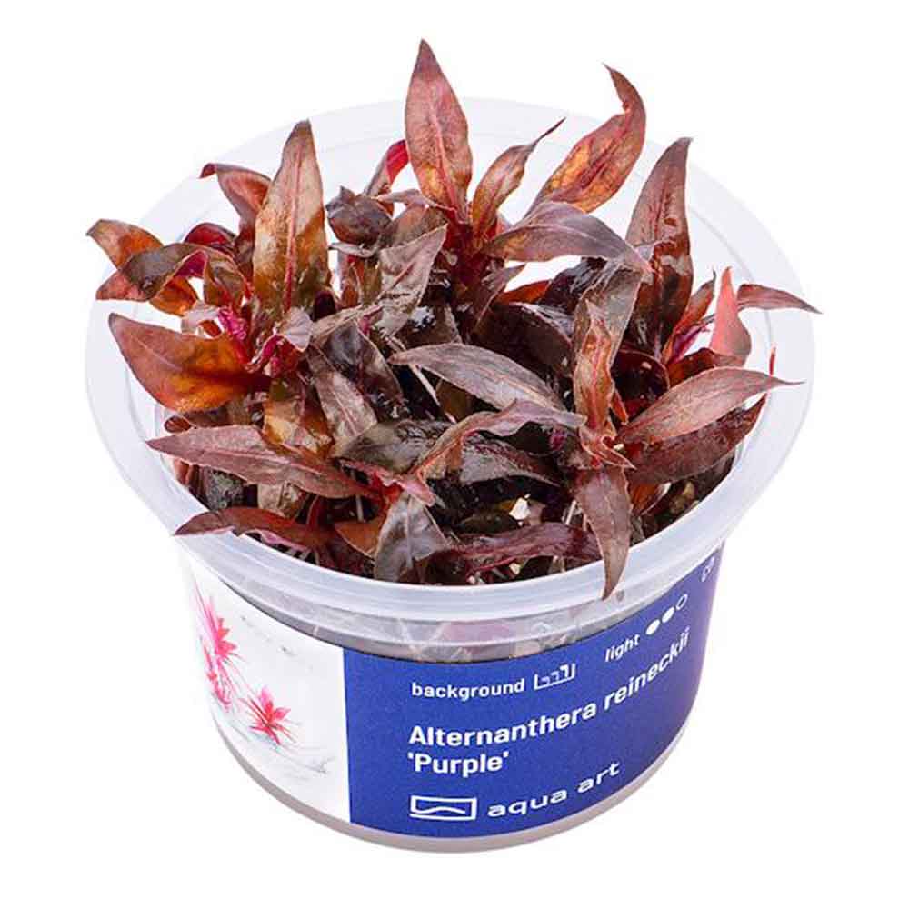 Aqua Art Alternanthera reineckii &quot;Purple&quot; in Vitro Cup