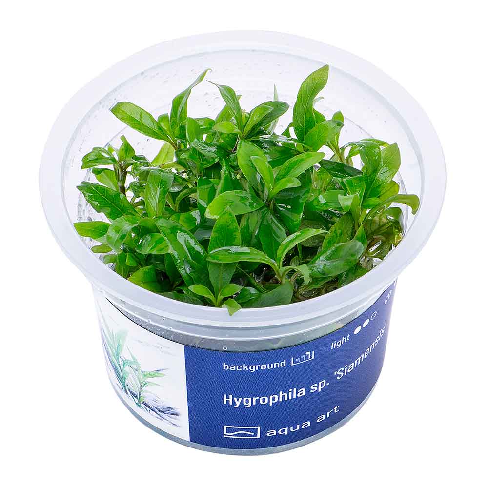 Aqua Art Hygrophila sp. &quot;Siamensis&quot; in Vitro Cup