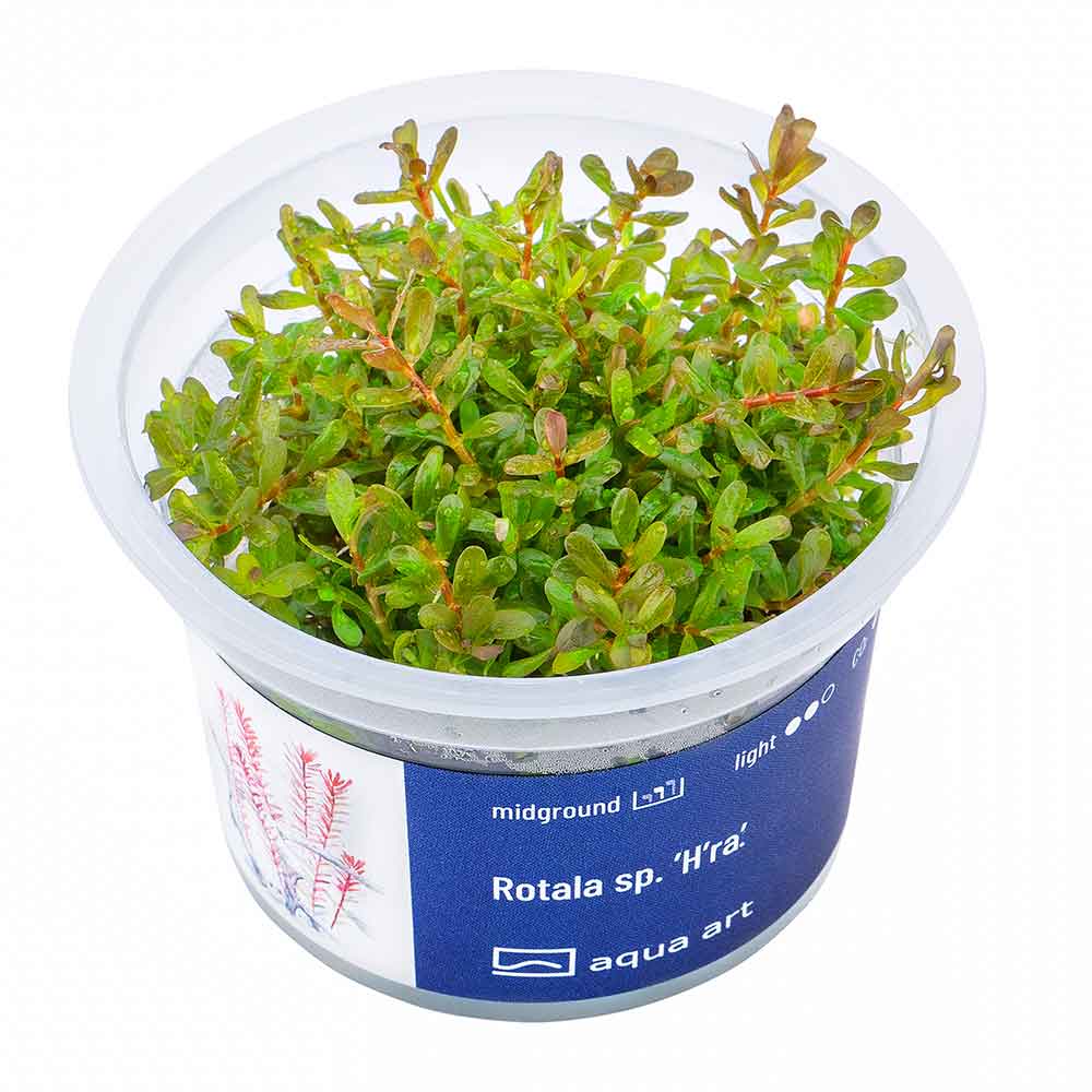 Aqua Art Rotala sp. &quot;H'ra&quot; in Vitro Cup