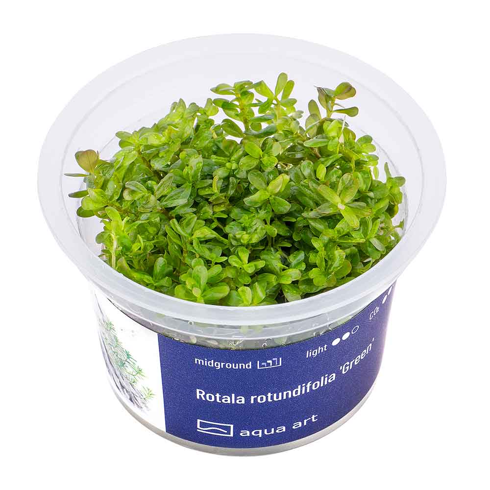 Aqua Art Rotala rotundifolia &quot;Green&quot; in Vitro Cup