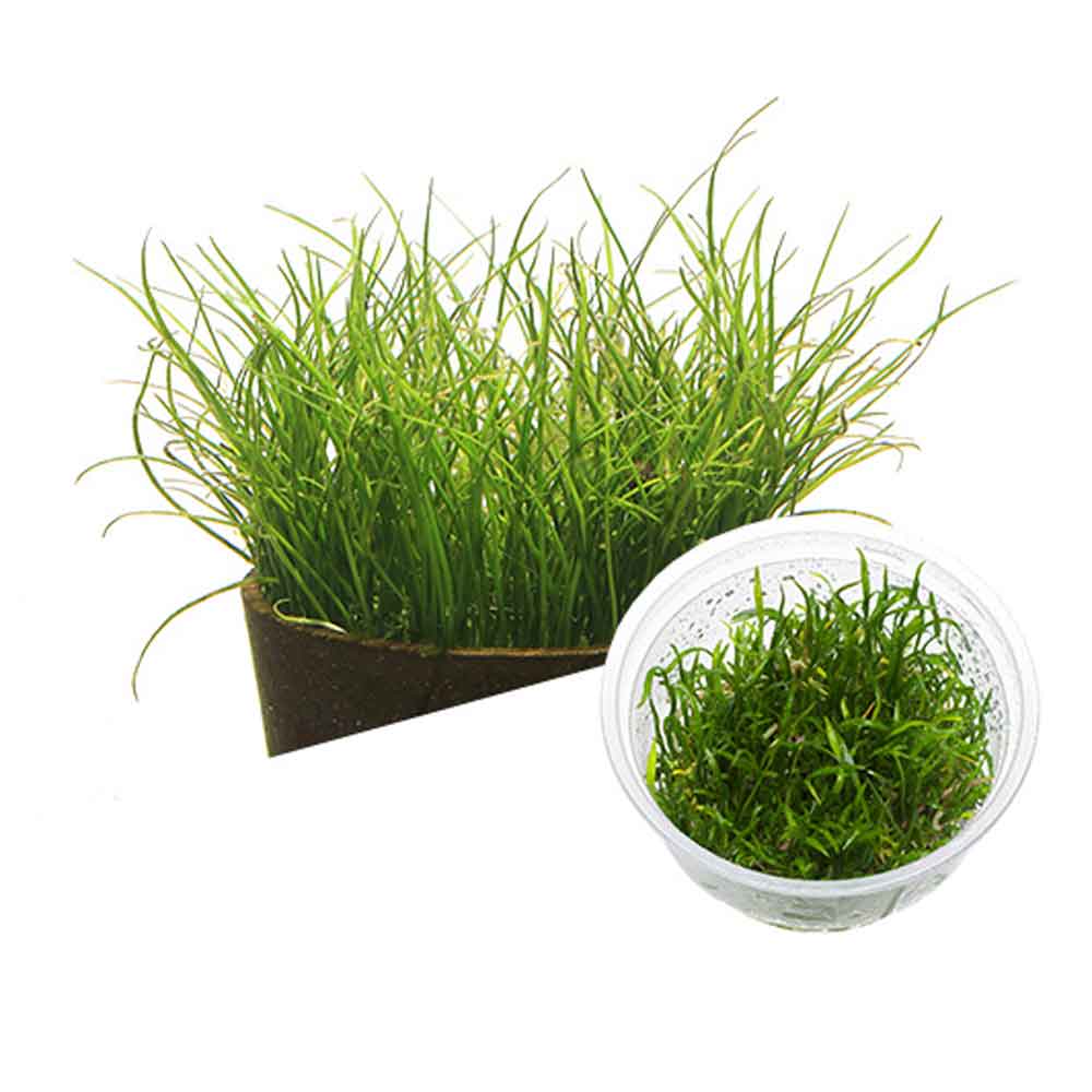 Ada Bio Mizukusa No Mori Lilaeopsis brasiliensis in Vitro Cup (7,5Ø-4H)