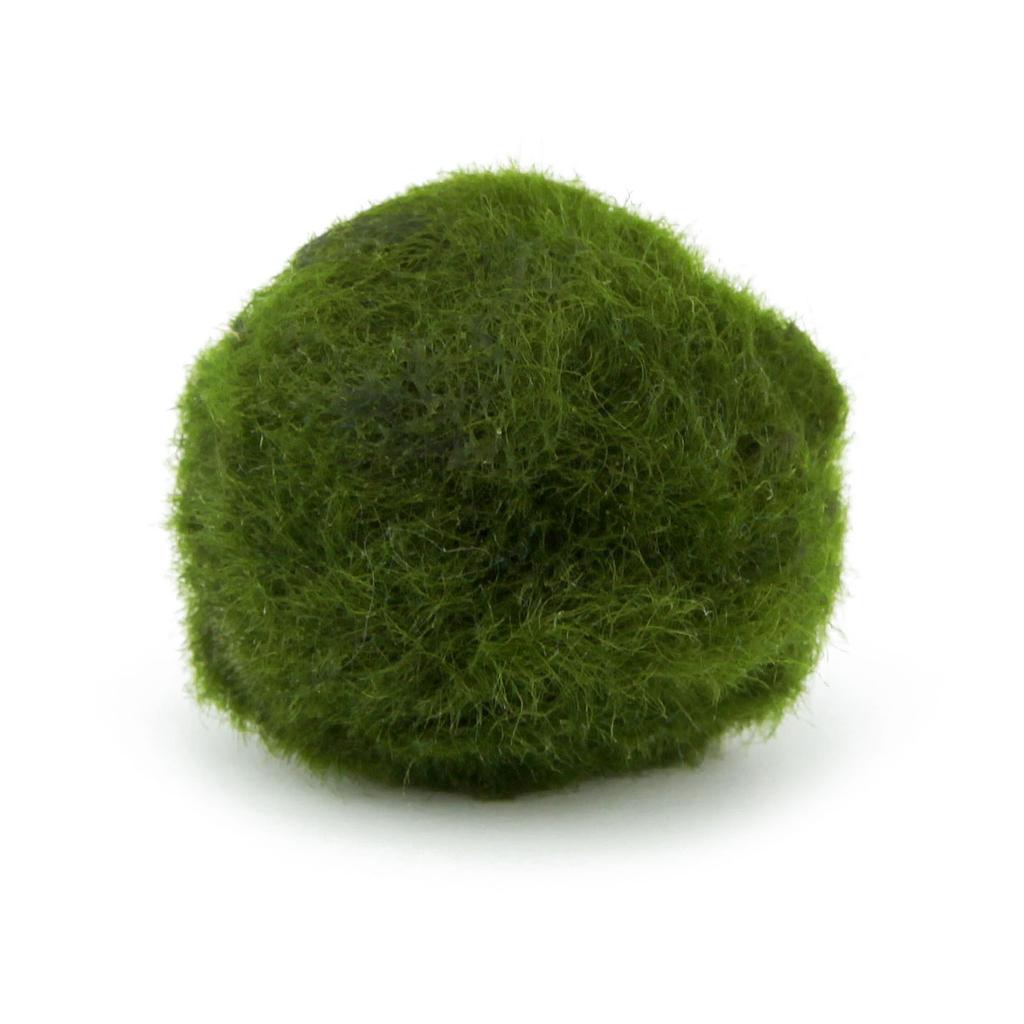 Pianta Cladophora Aegagropila (Marimo) 2-4 cm